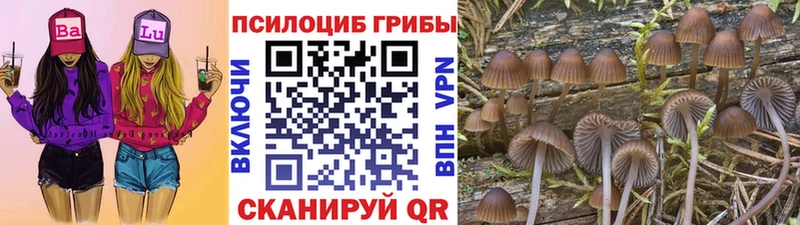 что такое   Новокубанск  Галлюциногенные грибы мицелий 